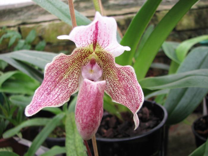 Paphiopedilum bellatulum x spicerianum.jpg