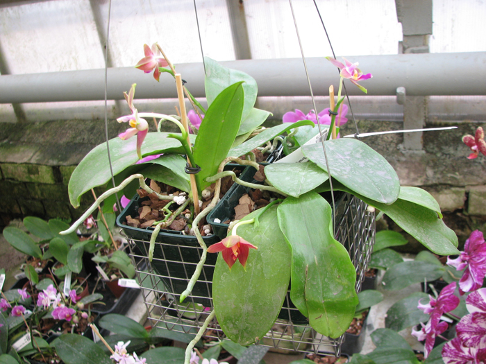 Phalaenopsis Penang Girl.jpg