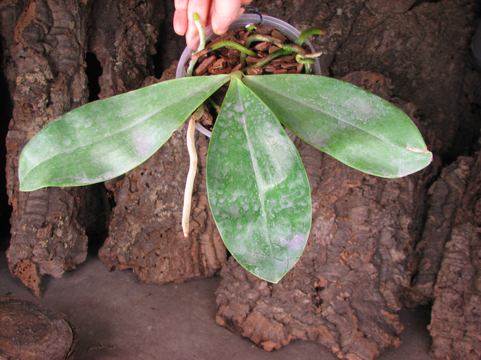 Phalaenopsis amboinensis red spot type.jpg