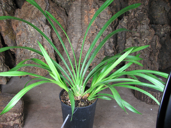 Cymbidium Sarah Jean 'Ice Cascade'.jpg