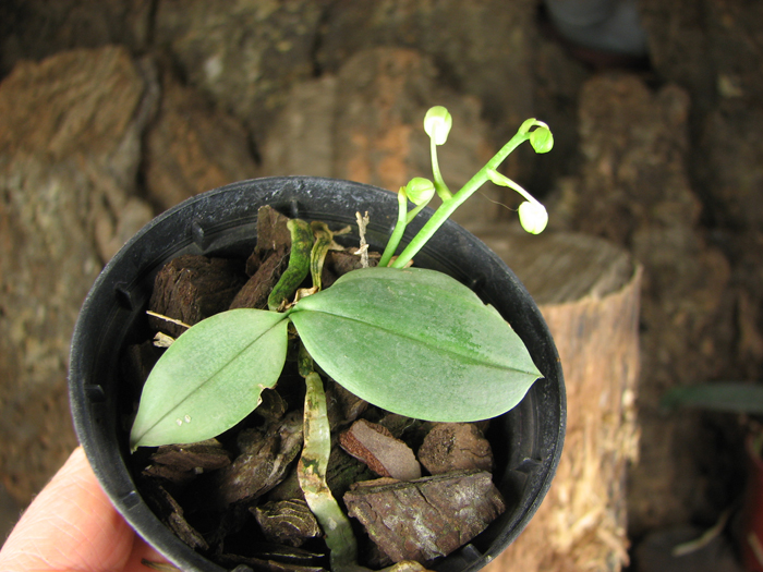 Phalaenopsis parishii.jpg
