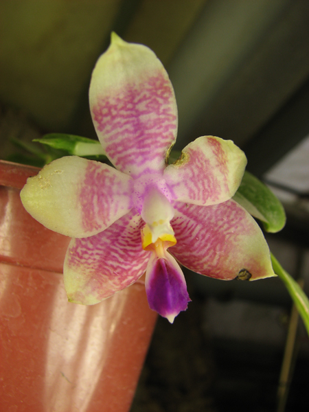 Phalaenopsis amboinensis x Phalaenopsis Penang Girl.jpg