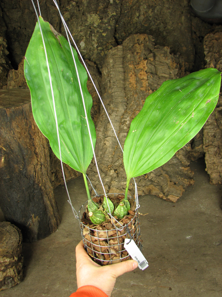 Stanhopea wardii.jpg