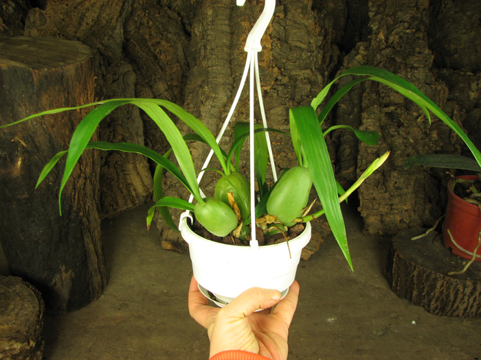 Coelogyne cristata.jpg