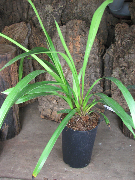 Cymbidium Cali Night 'Geyserland'.jpg