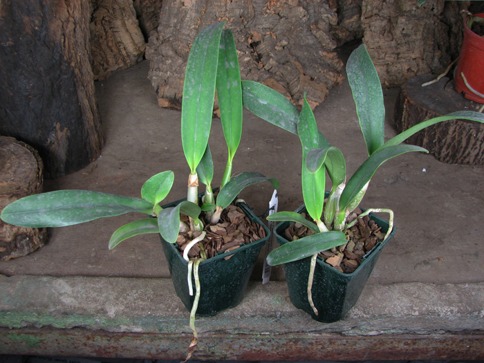 Laeliocattleya Tahoe Rose fma coerulea 'G C' ( walkeriana x purpurata).jpg