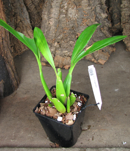 Brassia wageneri.jpg