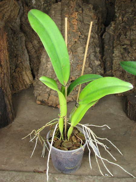 Cattleya quadricolor tipo XXX x Cattleya quadricolor 'Rainha'.jpg