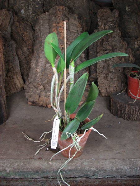 (Cattleya Pink Jaguar x Brassavola digbyana) 'ORCHIS'.jpg