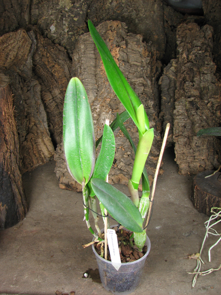 Epidendrum parkinsonianum x Brassavola digbyana.jpg