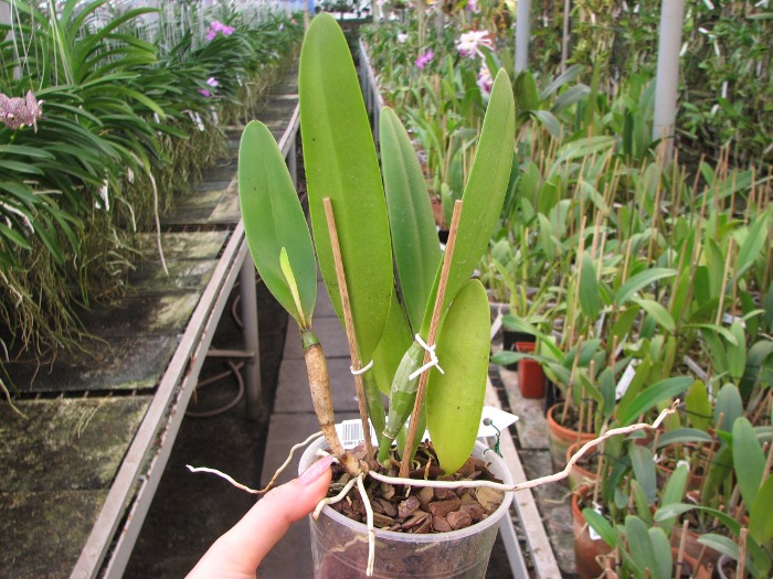Cattleya eldorado tipo XXX x Cattleya eldorado rubra.JPG