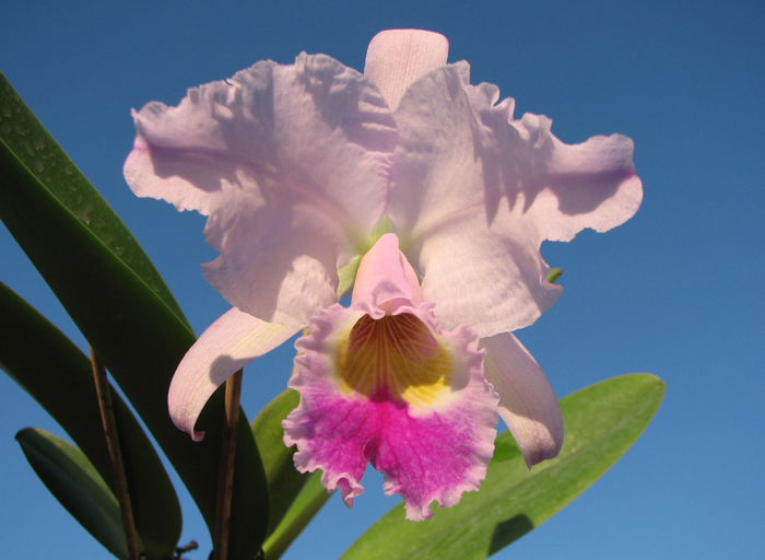 Cattleya labiata alba x Cattleya labiata roxo bispo 'Urbano'.jpg