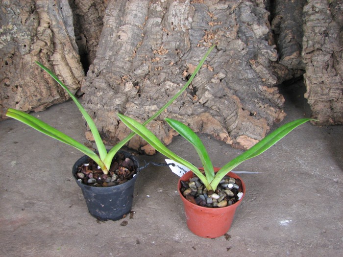 Paphiopedilum sanderianum 'Daya' x Paphiopedilum rothschildianum 'Robber'.JPG