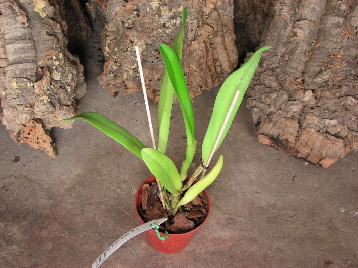 Brassocattleya Mount Hood 'Mary'.JPG