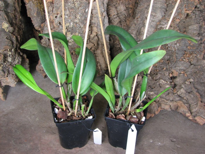 Brassolaeliocattleya Don De Michaels 'Z995' x Brassavola digbyana 'Mr. Pig'.JPG