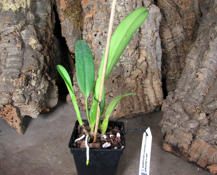 Cattleya quadricolor coerulea (rosado diferente) x self.JPG