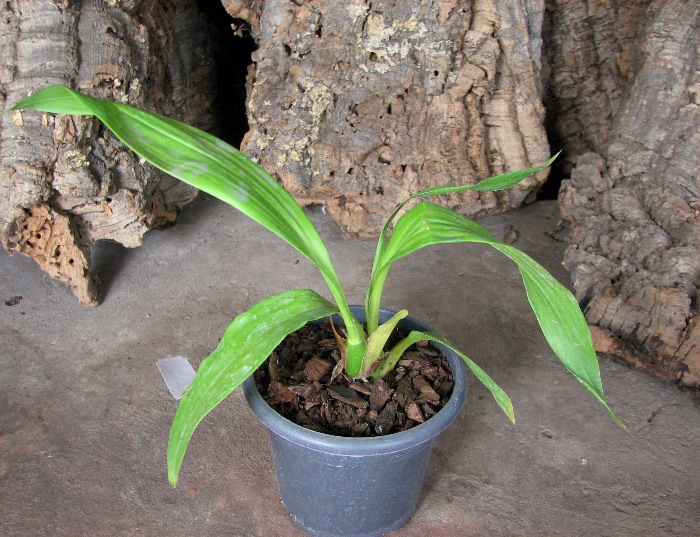 Zygonisia Cynosure 'Blue Water Sailing'.JPG