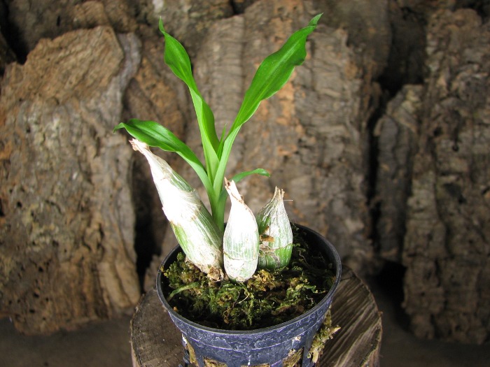 Catasetum pileatum 'Oro Verde'.JPG