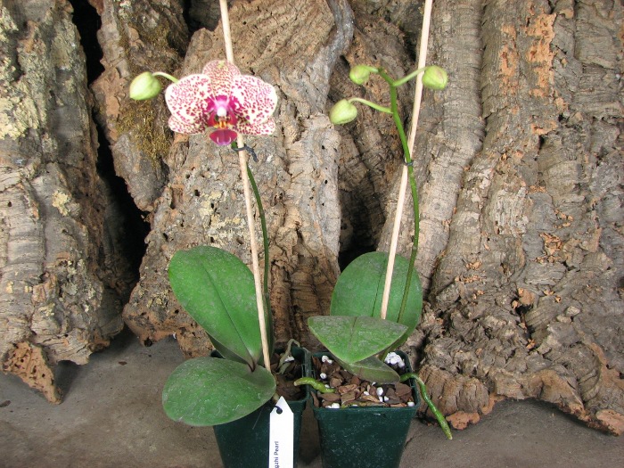 Doritaenopsis Changzhi Pearl.JPG