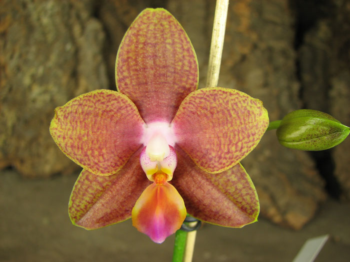 Phalaenopsis Sogo Lawrence x Phalaenopsis Kung's Red Cherry.jpg