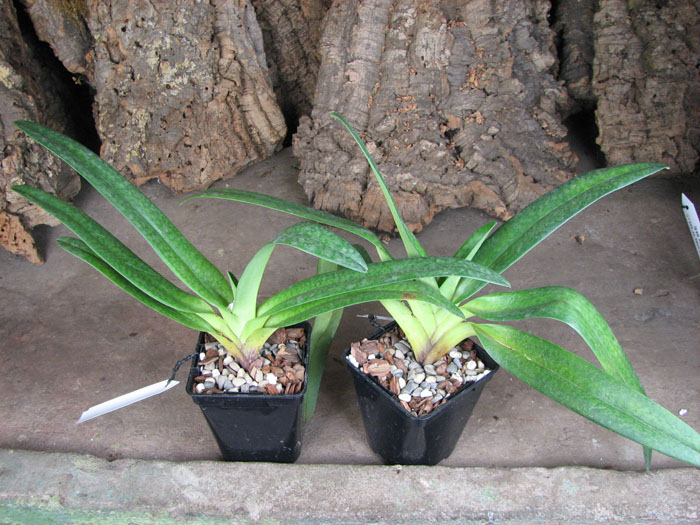 Paphiopedilum Dollgoldi (armeniacum x rothschildianum).jpg