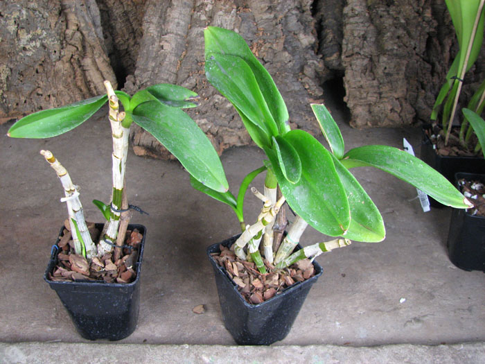 Dendrobium Kultana Fancy.jpg