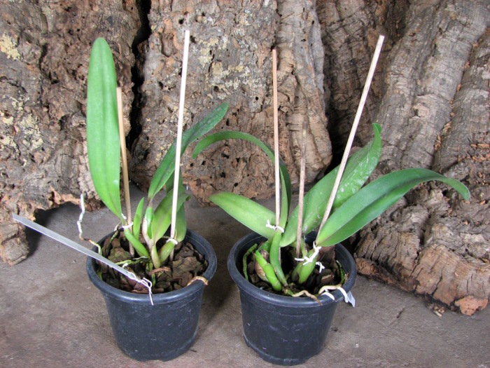 Sophrolaeliocattleya Circle of Life 'Mesmerize' x Sophrolaeliocattleya Newberry Promise.JPG