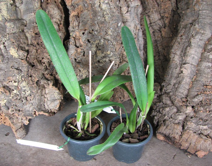 Laeliocattleya Bella var rubra.JPG