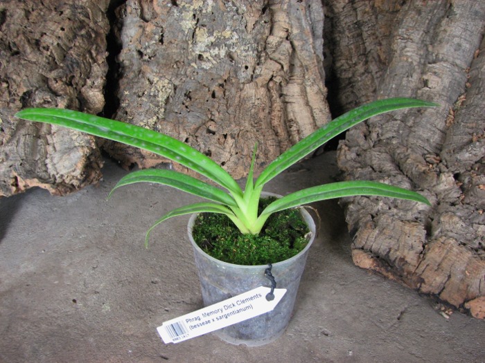 Phragmipedium Memory Dick Clements (besseae x sargentianum).JPG