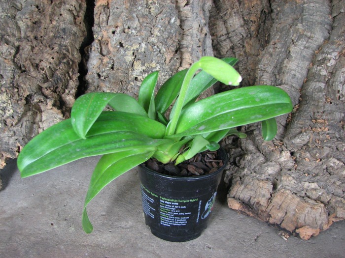 Paphiopedilum Sorcerer's Stone.JPG