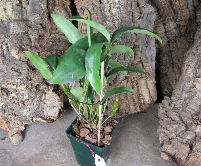 Dendrobium farmeri.JPG