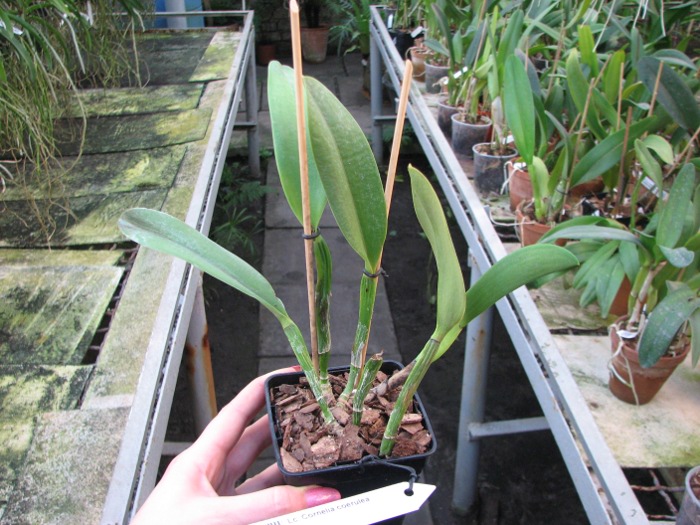 Laeliocattleya Cornelia coerulea.JPG