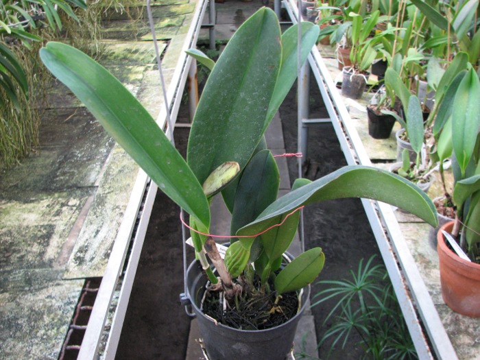 Brassolaeliocattleya Sanyung Ruby 'Kuang Lung' (Waianae Coast x Chia Lin).JPG