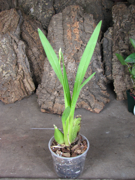 Cyrtochilum pardinum.jpg