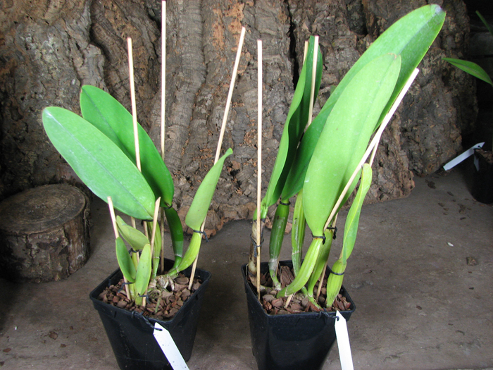 Cattleya warneri integra 'Evandro Perini' x Cattleya warneri inegra-orlata-pincelada 'Leonor'.jpg