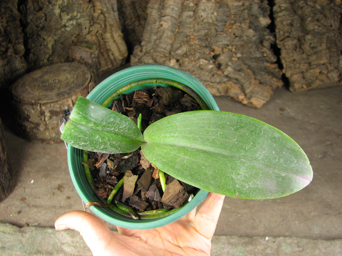 Phalaenopsis hieroglyphica.jpg
