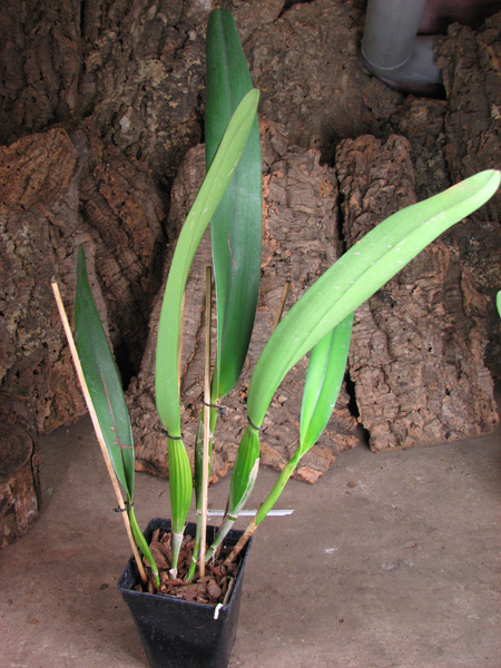 Laelia purpurata (Anelata 'Adans' x Anelata).jpg
