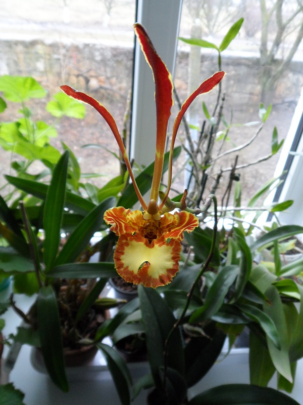 Psychopsis Kalihii 'Big'.