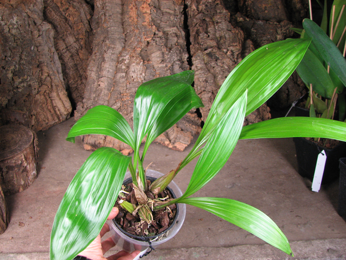 Coryanthes leferenziorum.jpg
