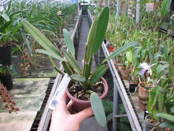 Cattleya luteola.JPG