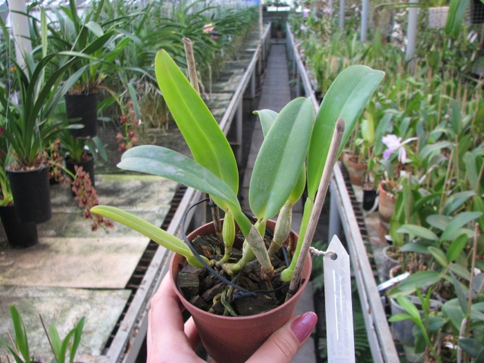Cattleya labiata coerulea 'Filha de Junior' x Cattleya labiata coerulea 'Filha de Panelas'.JPG