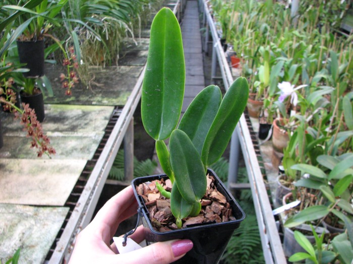 Cattleya warneri concolor x SELF.JPG