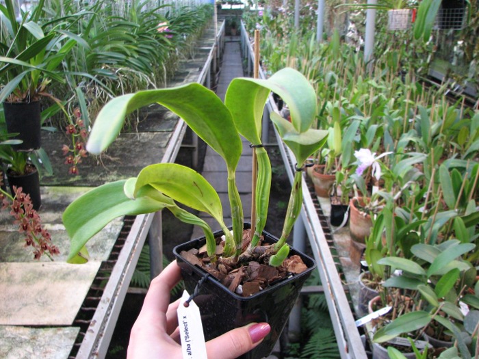 Cattleya warneri var. alba ('Select' x 'MAJ').JPG