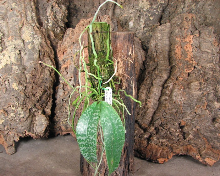 Phalaenopsis schilleriana.JPG