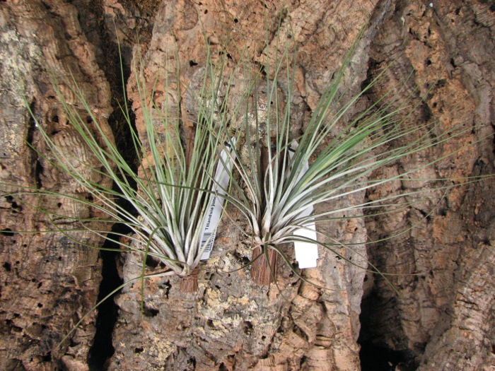 Tillandsia juncea.JPG