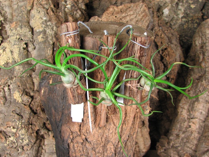 Tillandsia bulbosa.JPG
