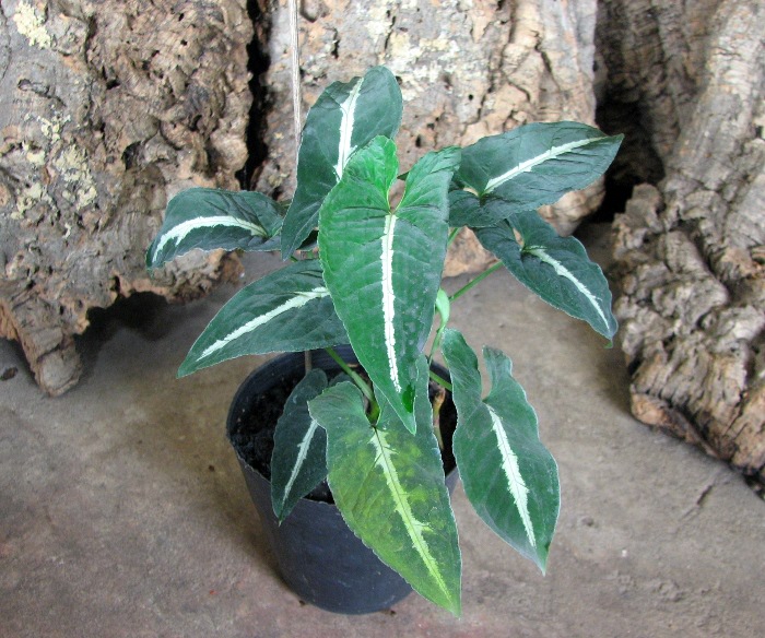 Syngonium wendlandii.JPG
