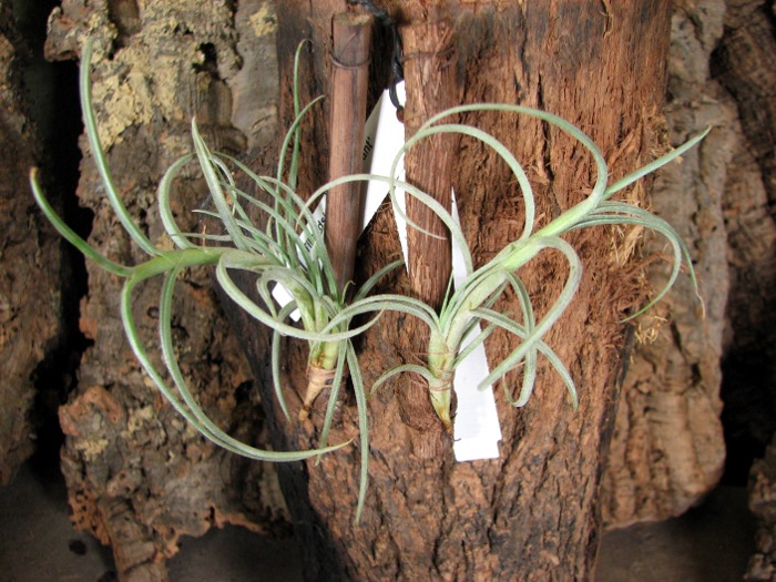 Tillandsia crocata 'Giant'.JPG