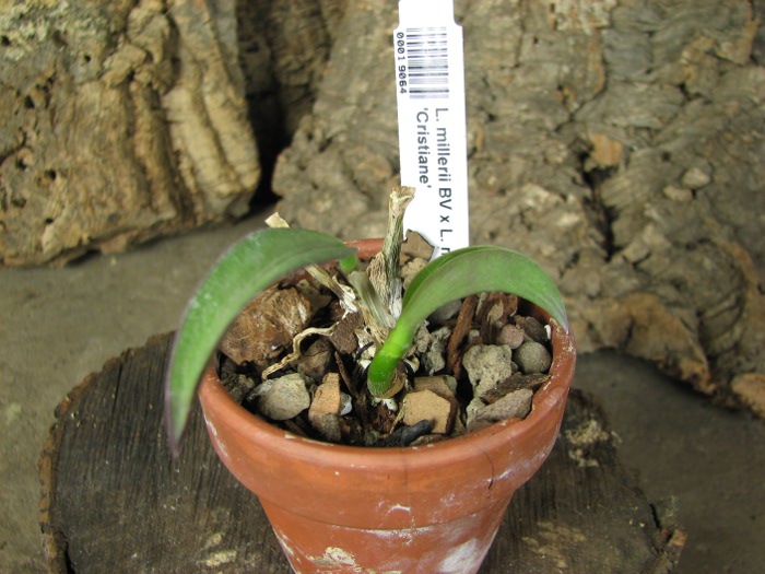 Laelia millerii BV x Laelia millerii 'Cristiane'.JPG