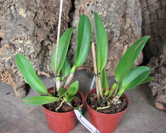 Brassolaeliocattleya Rugeley's Mill 'Mendenhall'.JPG